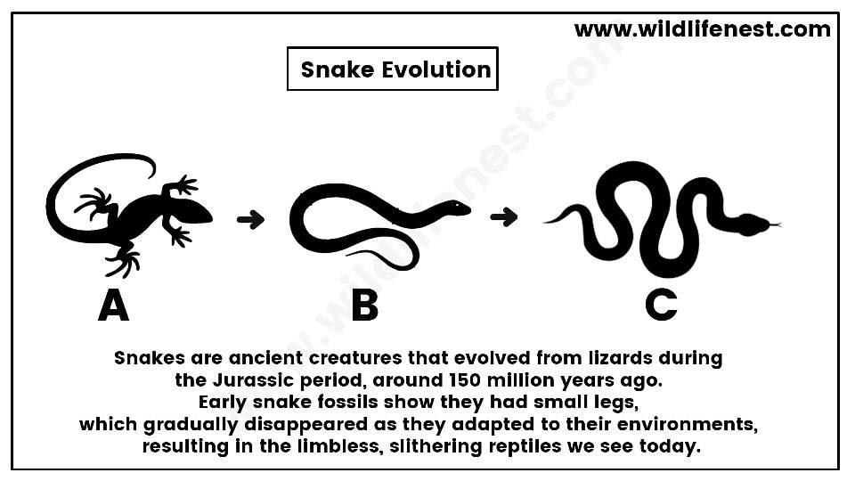 History of Snakes: Evolution, Habitats, and Survival.