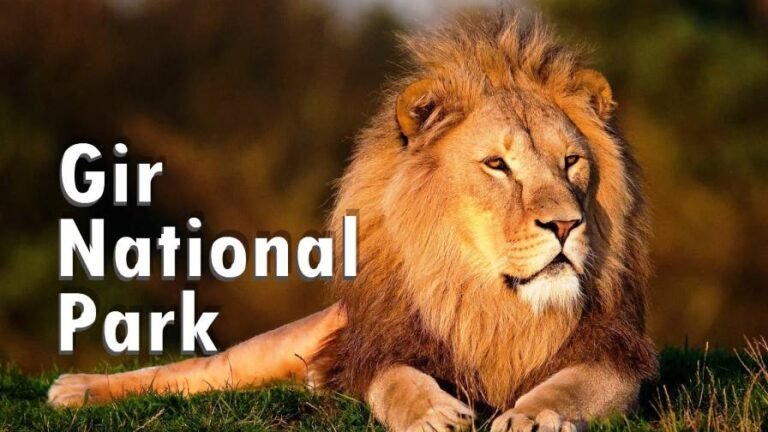 Gir National Park Guide