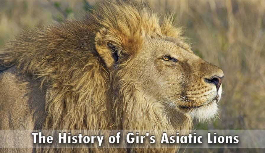 The History of Gir's Asiatic Lions