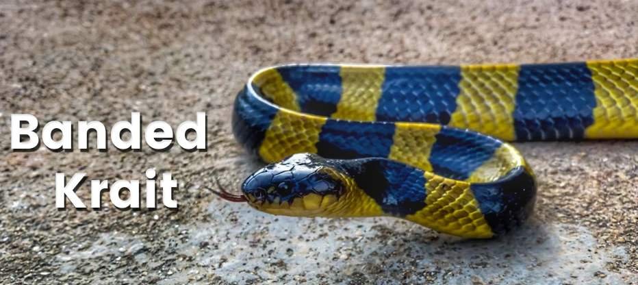 Banded Krait Snake All Information - Wildlife Nest