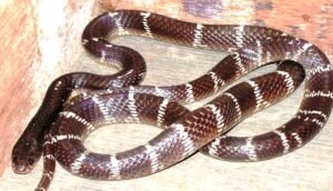 common kraite Snake
