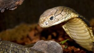 King Cobra - All Information King Cobra’s Secrets New Study Shatters 180 Year Old Belief