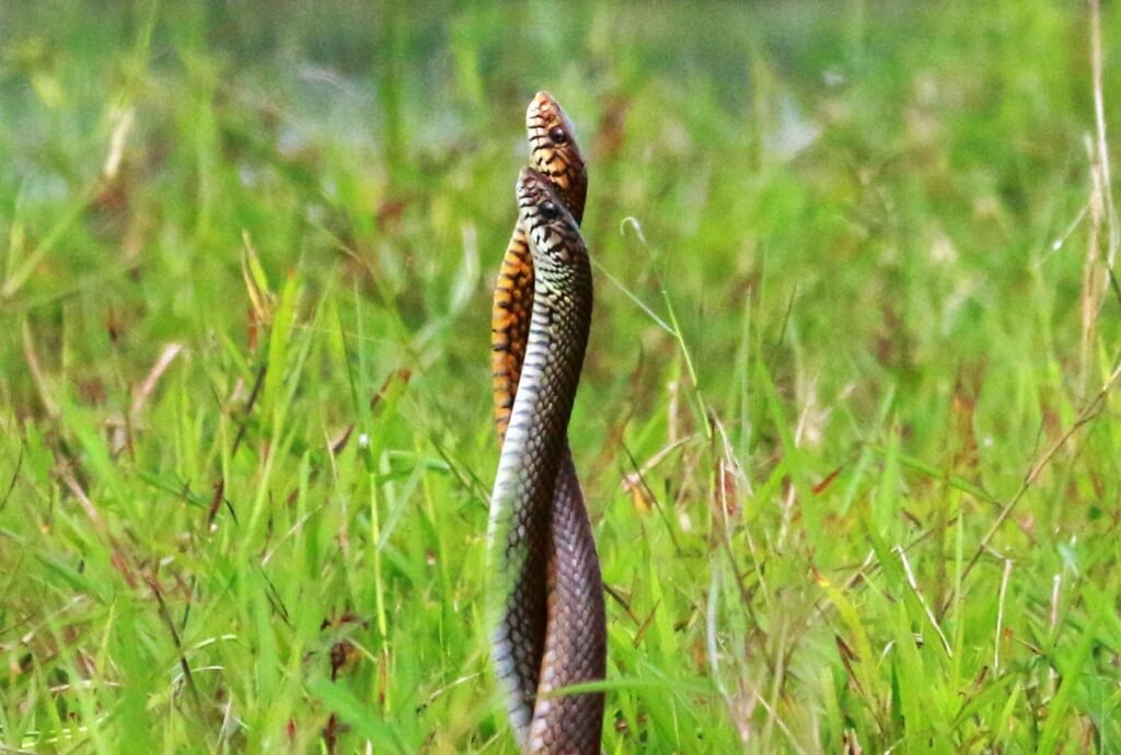Indian Rat Snake