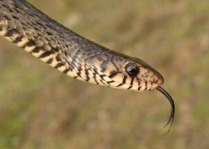 Indian Rat Snake All Information