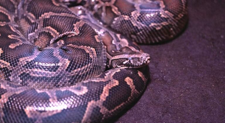Indian Rock Python