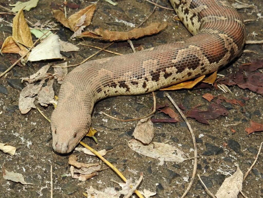 Sand Boa Snake – Complete Species Profile and Guide