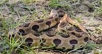Russells Viper Snake All Information - Wildlife Nest
