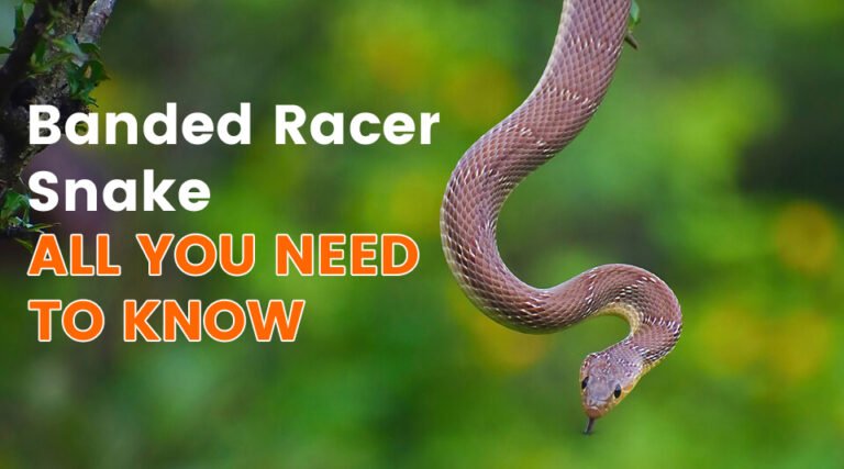 Banded Racer Snake