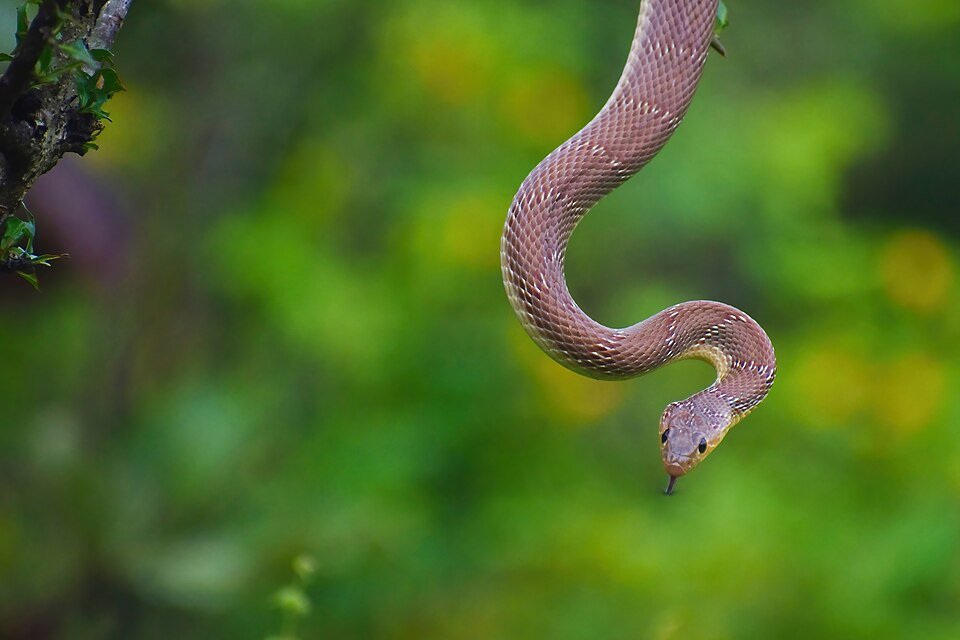 Banded Racer Snake