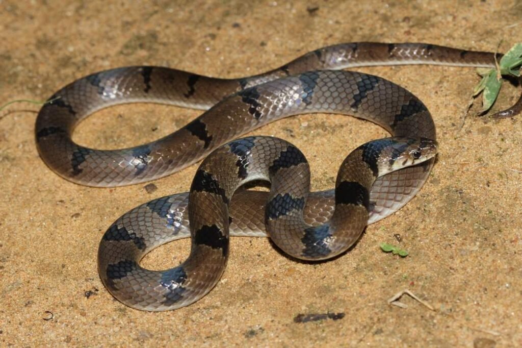 Banded Kukri Snake