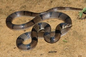 Banded Kukri Snake