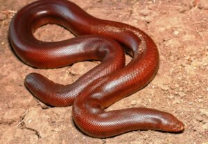 Red Sand Boa Snake