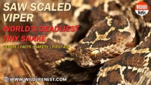 Saw Scaled Viper Snake