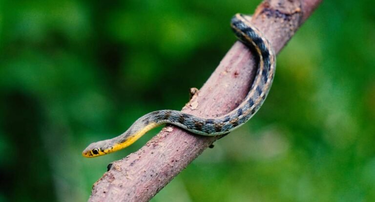 Striped Keelback Snake
