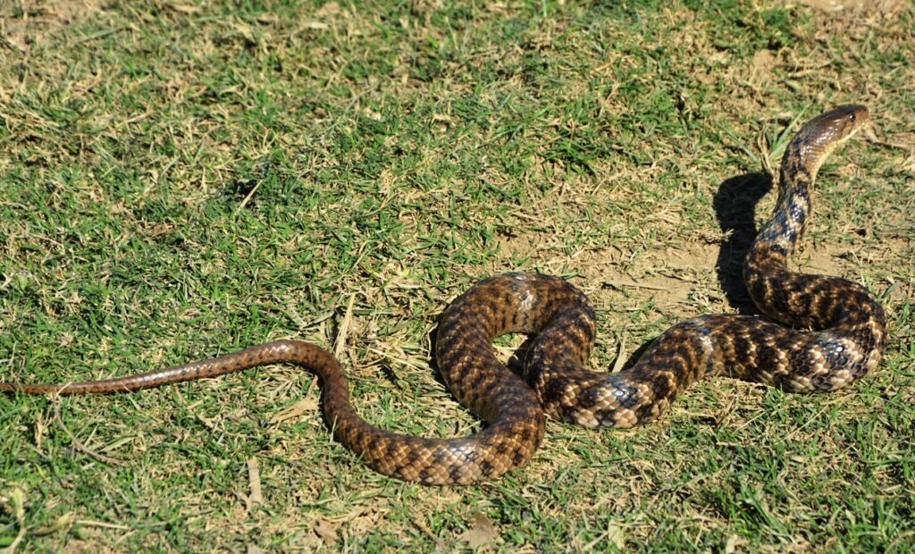 Checkered Keelback Snake