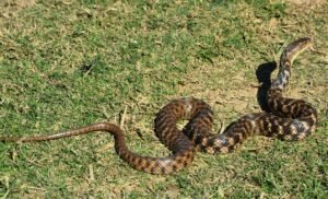 Checkered Keelback Snake