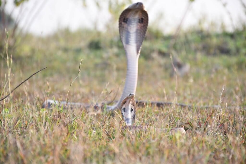 Cobra Snakes