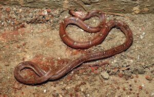 Common Wolf Snake