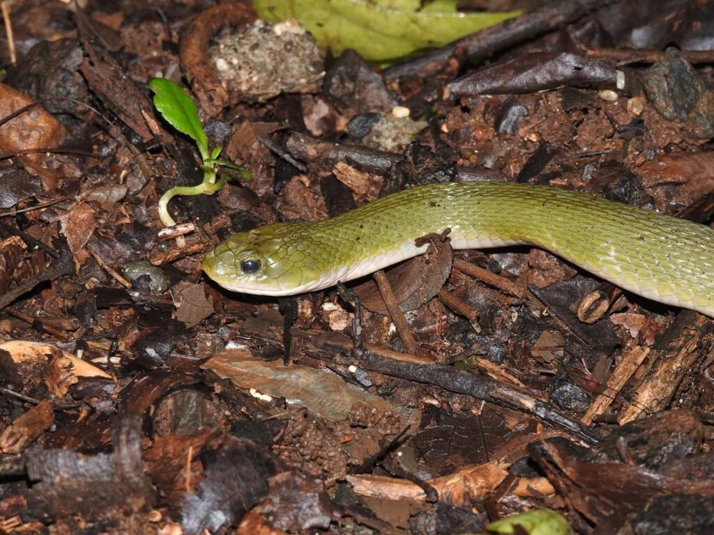 Green Keelback Snake