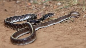 Indian egg-eating snake or Indian egg-eater snake