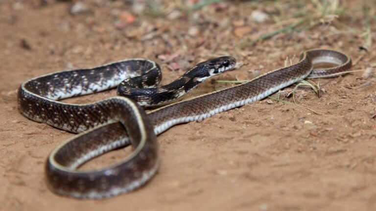 Indian egg-eating snake or Indian egg-eater snake