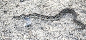 Russell’s Viper Snake