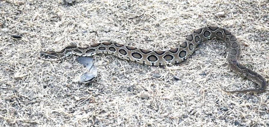 Russell’s Viper Snake