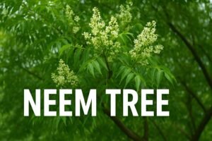 The Neem Tree