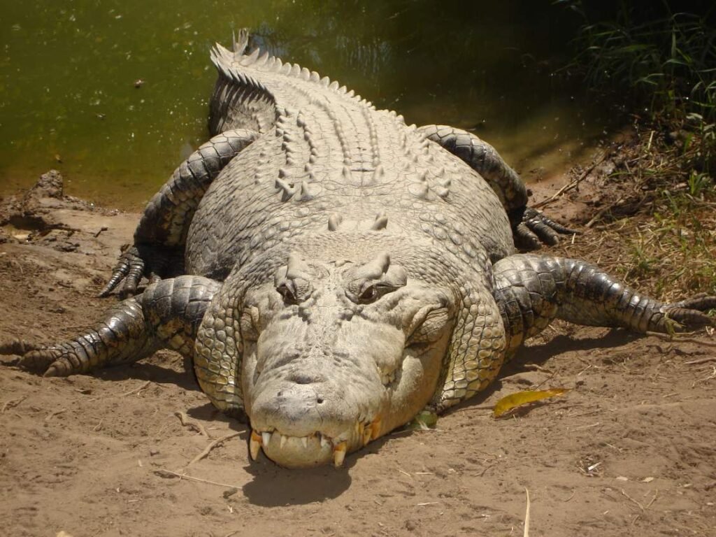 Saltwater Crocodile: The World's Largest Reptile