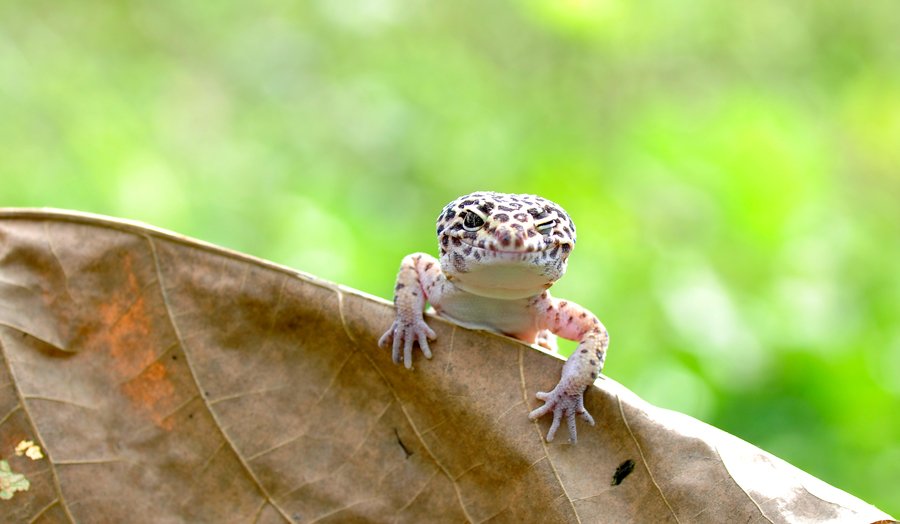 All Information About Leopard Gecko