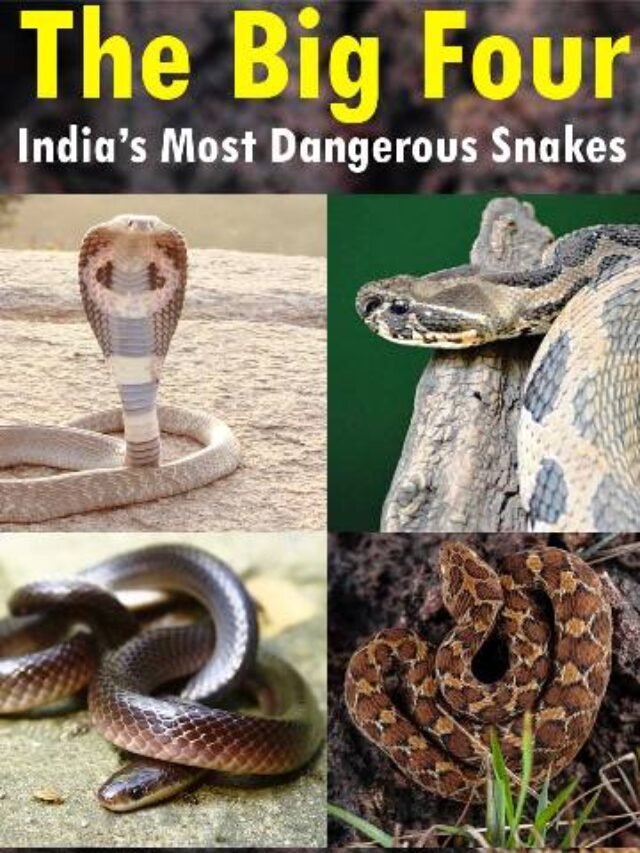 The Big Four-India’s Most Dangerous Snakes