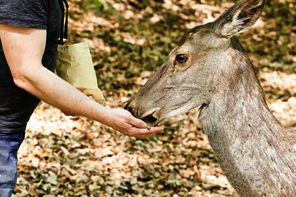 Human–Wildlife Conflict: Causes, Impacts and Practical Solutions for Peaceful Coexistence