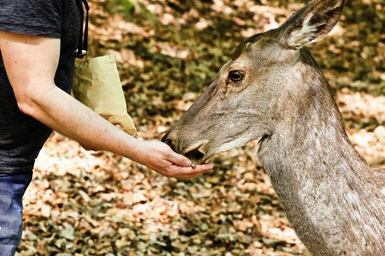 Human–Wildlife Conflict: Causes, Impacts and Practical Solutions for Peaceful Coexistence