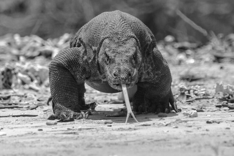 Komodo Dragon: The Giant Lizard of Indonesia