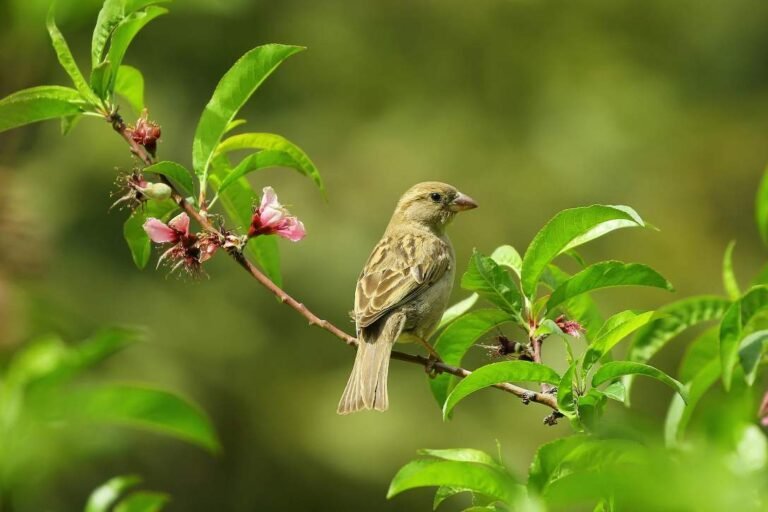 All Information About Sparrow Bird