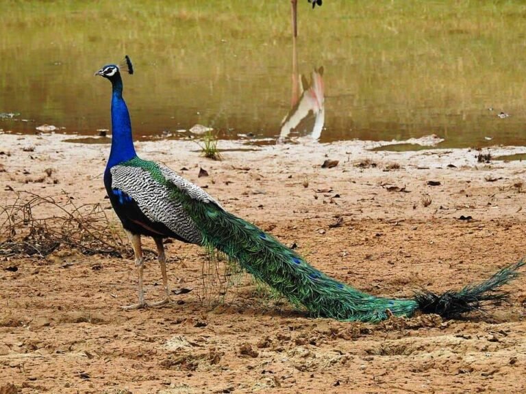Indian Peafowl All Information