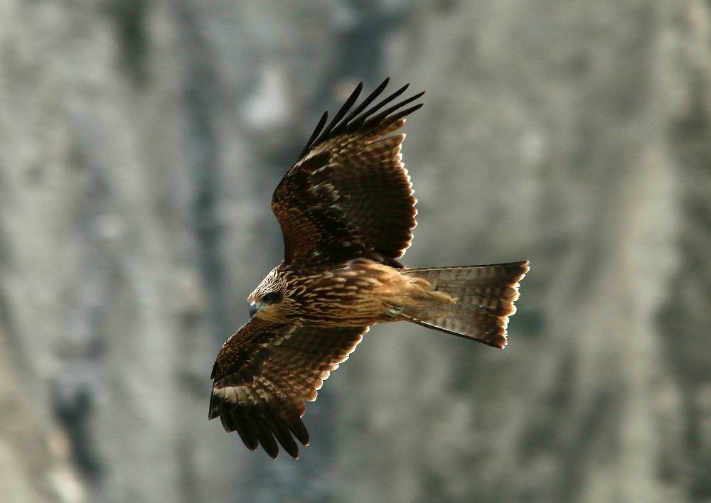 Black Kite All Information