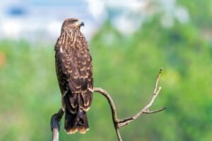 Black Kite All Information