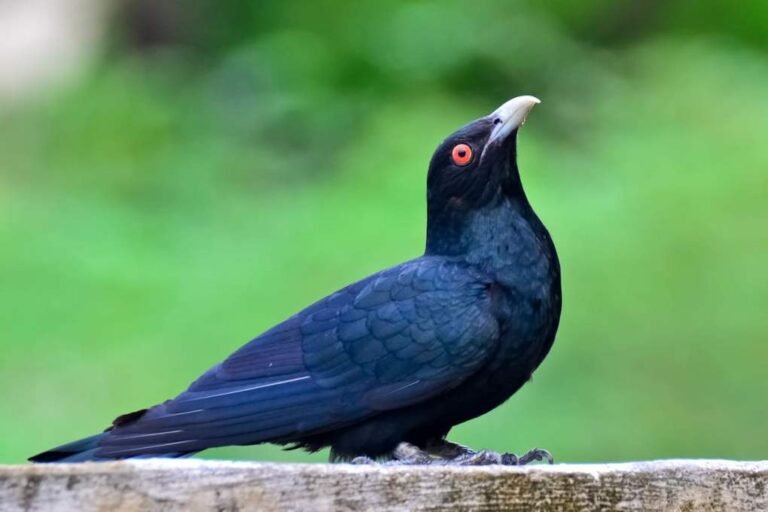 Asian Koel All Information