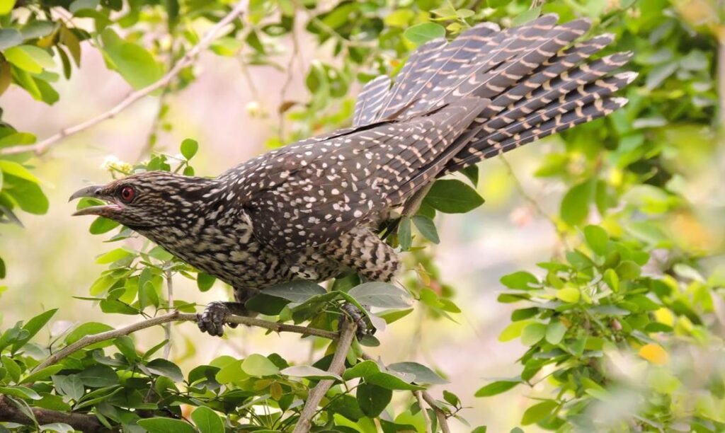 Asian Koel All Information