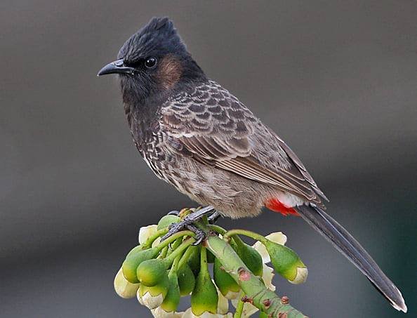 The Red-Vented Bulbul All Information