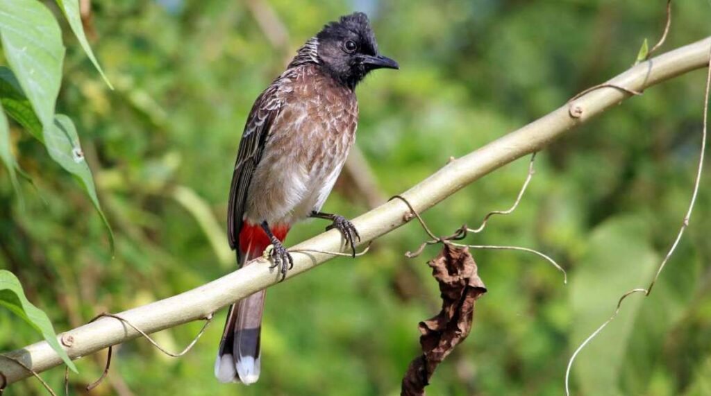 The Red-Vented Bulbul All Information