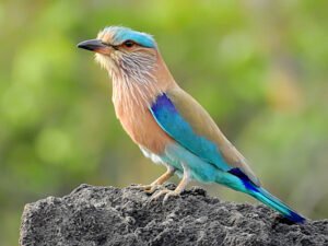 India Rolt The Indian Roller All Information - Wildlife Nest