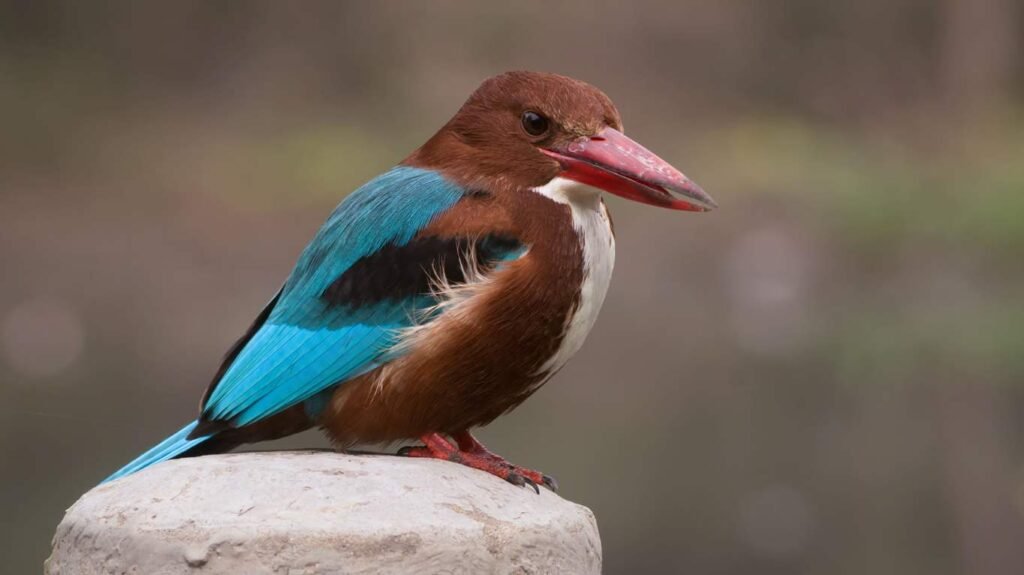 White-throated Kingfisher All Information