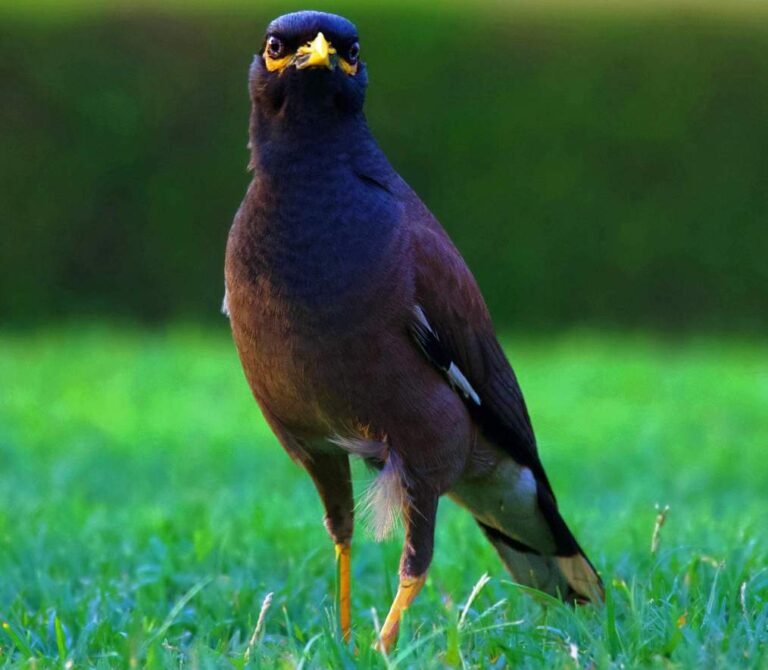 All Information on Common Myna
