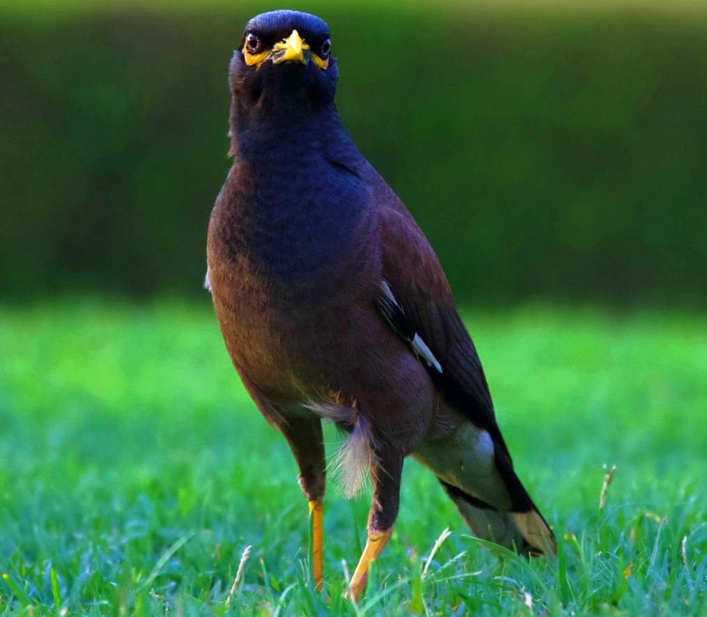 All Information on Common Myna