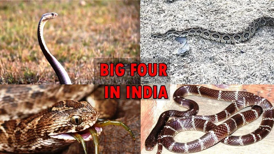 The Big Four Snakes of India