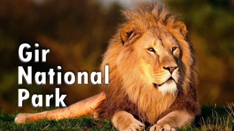 Gir National Park Guide