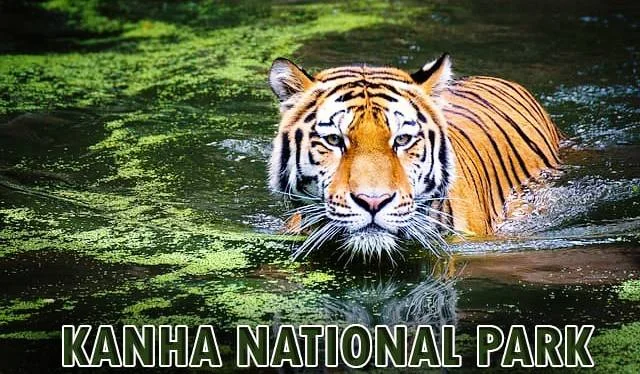 Ultimate Guide to Kanha National Park