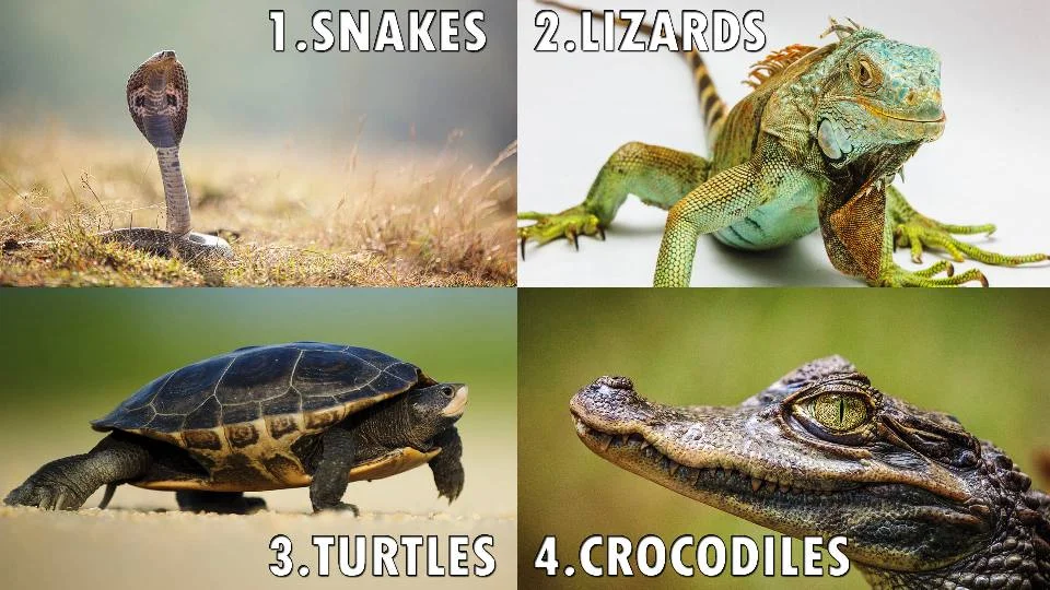 What Are Reptiles?